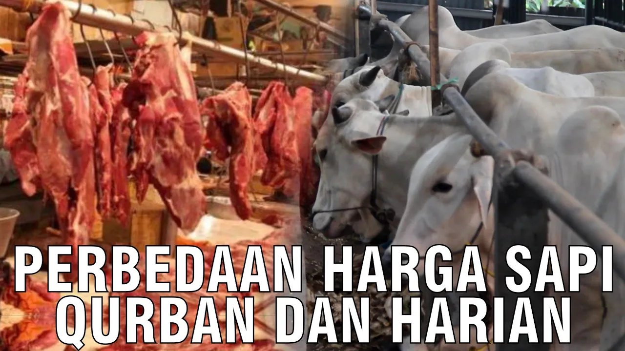 
                                 Perbedaan-Harga-Sapi-Qurban-Dan-Harian